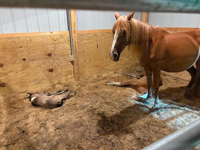 An abandoned foal rests in front of adoptive mom EJ
