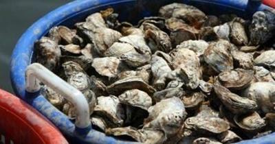 Fresh oysters
