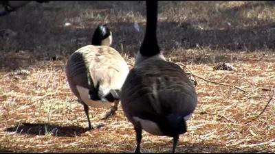 Law Enforcement Investigates More Than a Dozen Geese Deaths