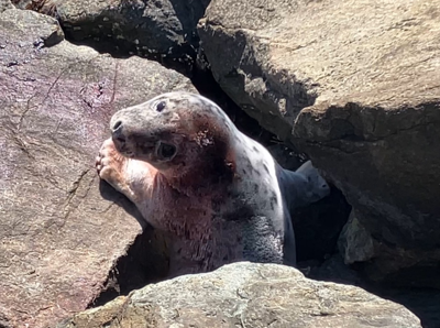 Injured Seal