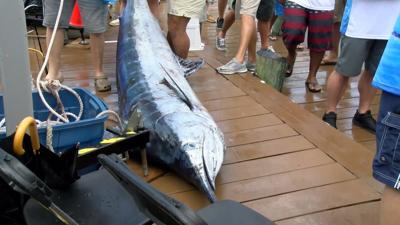 Another Day At The White Marlin Produces Another Jordan No-Show