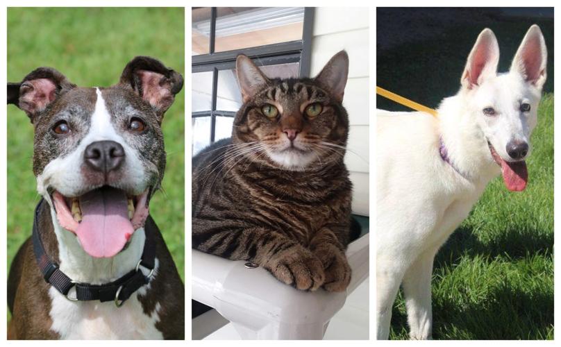 Pet Connect – September 6, 2019