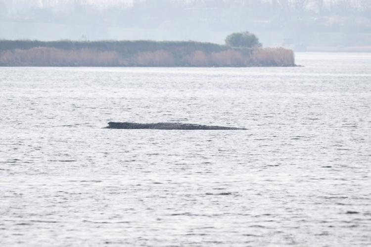 Germany Whale Rescue