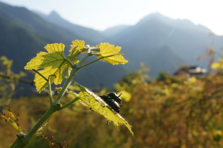 Italy Vineyards Japanese Beetles