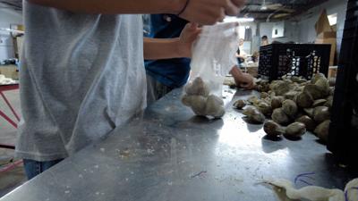 Clam Bagging