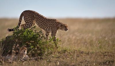 Namibia Cheetah Sperm Bank