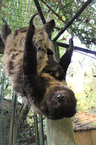 Salisbury Zoo Welcomes Two Baby Sloths