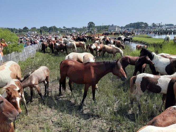 Chincoteague Pony Swim 2023