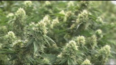 Equity Obstacles in Virginia Push to Legalize Marijuana