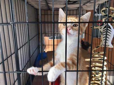Worcester County Humane Society Suspends Animal Intake