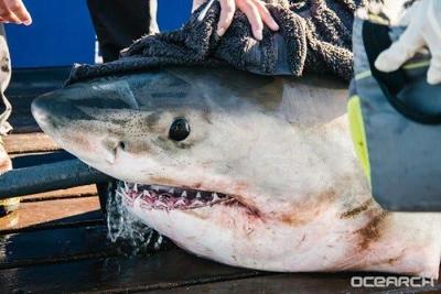 Newly Tagged Great White Shark Recorded off Virginia Coast