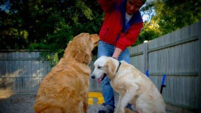 Emergency Dog Boarding Options: La Grange, IL Facility Prep Protocols For Owners