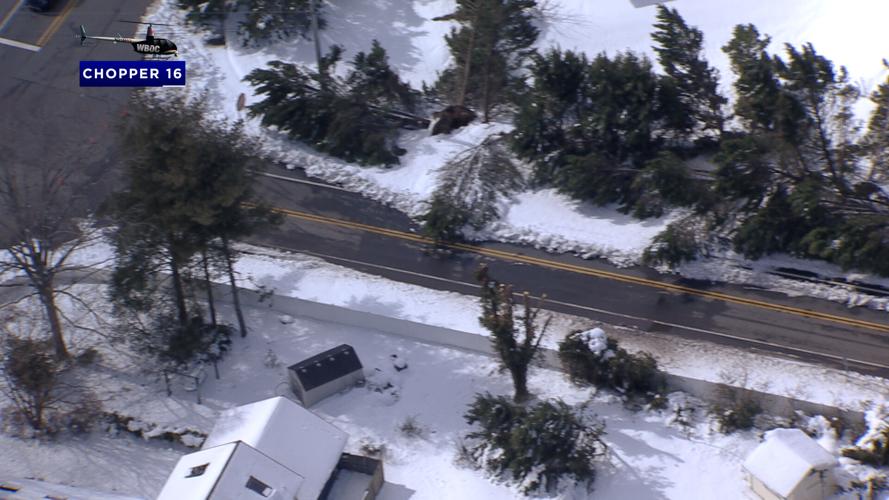 More Trees Down