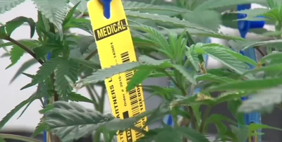 medical_marjuana