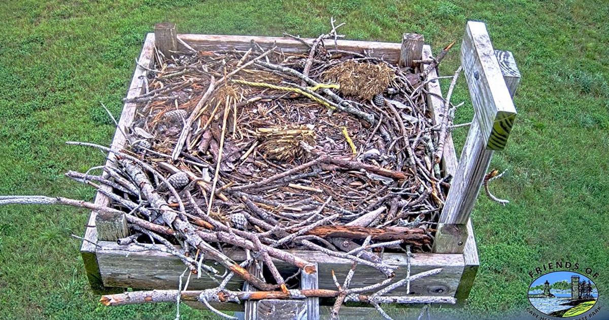 Eagle takes young osprey from nest at Cape Henlopen State Park