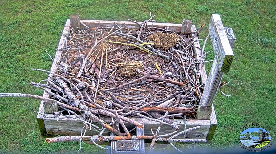 An osprey webcam at Cape Henlopen State Park shows an empty nest after an eagle took a young osprey over the weekend.