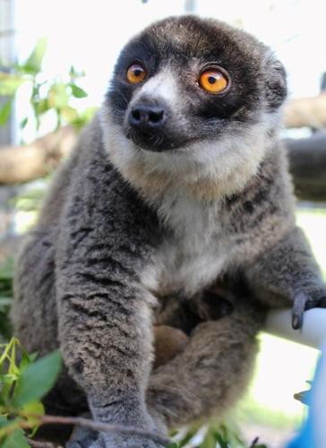Leaping Lemur Media Partners With Lemur Conservation Foundation