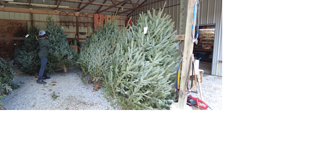 A Family Tradition Continues at P&J Tree Farm - Vimarsana News
