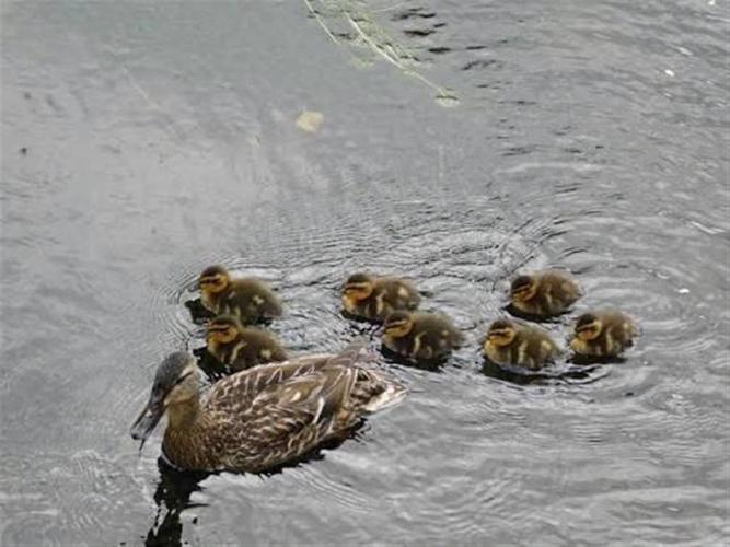 Ducklings and mom