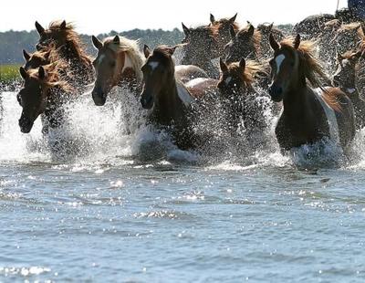 Pony-Swim