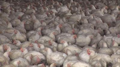 Poultry