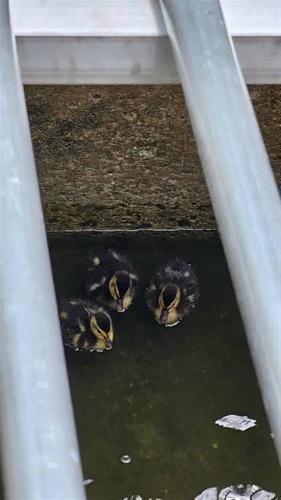 Ducklings stuck