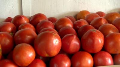 Tomatoes from Butler's Farm Market