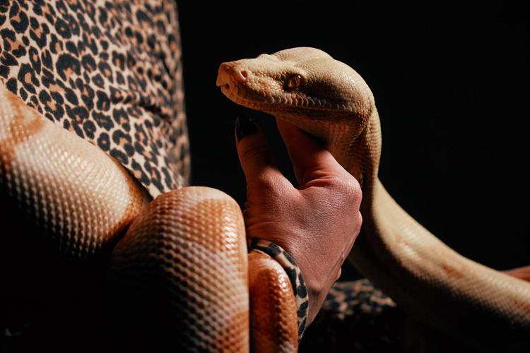 Snake Auditions