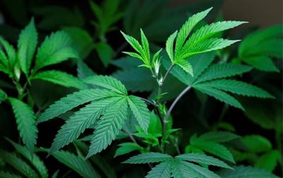 Del. Law Enforcement Officials Eye Gun Ban for Marijuana Users
