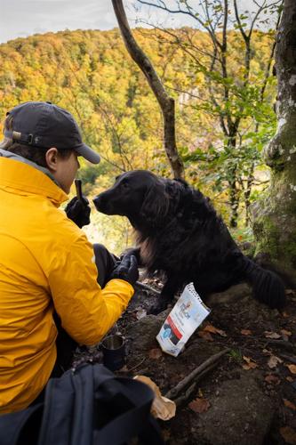 Your dog's microbiome is the secret to good dental health