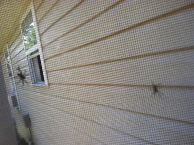Spiders Invade Neighborhood in Crisfield