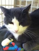 Pet Connect   Friday  January 23  2015   YouTube6