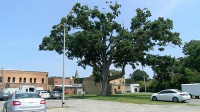 Historic Tree in Onancock Virginia