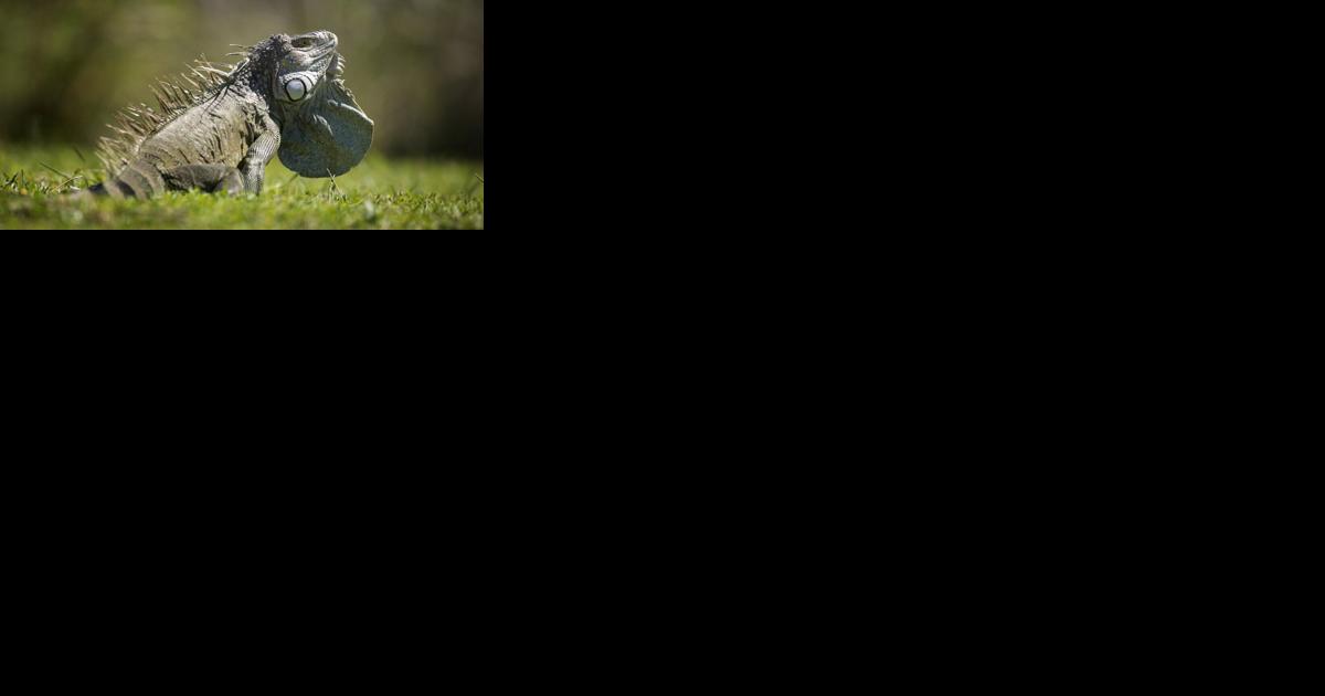 Apple Scrapple Green Iguanas Prompt Warnings from Department of Agriculture - Vimarsana News