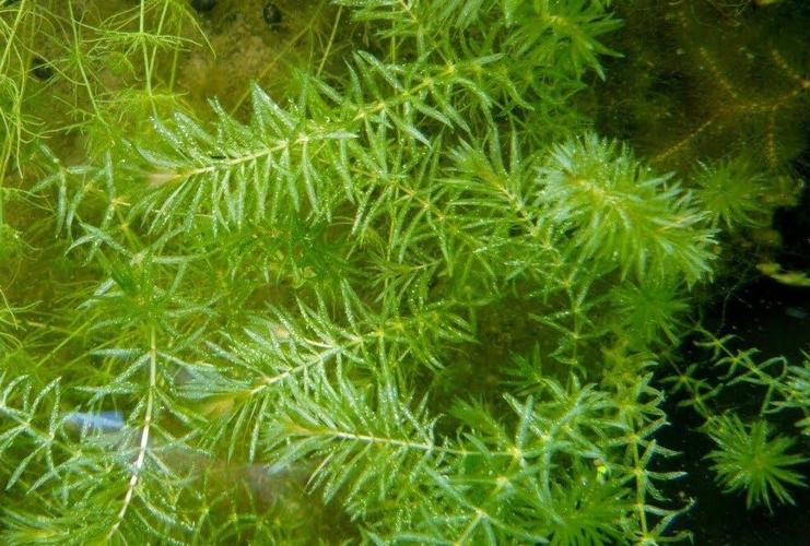 Downstate Delaware Public Ponds to be Treated for Invasive Aquatic Weed Hydrilla