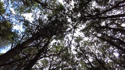 Trees at Assateague Island National Seashore