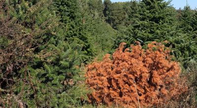 Dead Christmas Tree