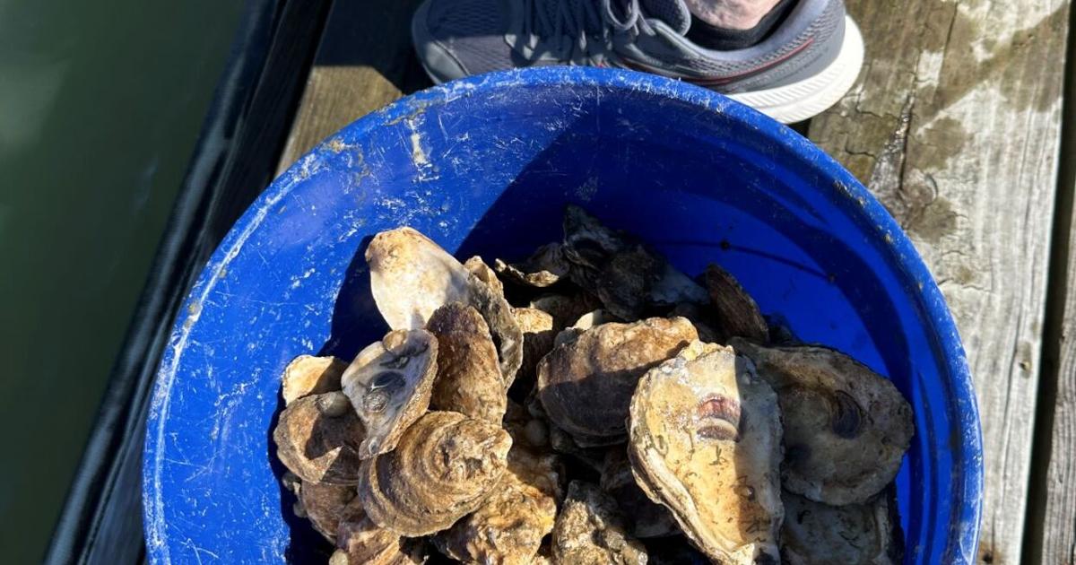 Oyster Spat-on-Shell Delivered to Growers | Latest News | wboc.com