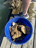Oyster Spat-on-Shell Delivered to Growers