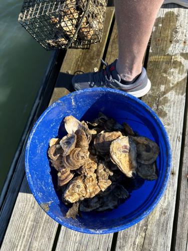 spat oysters