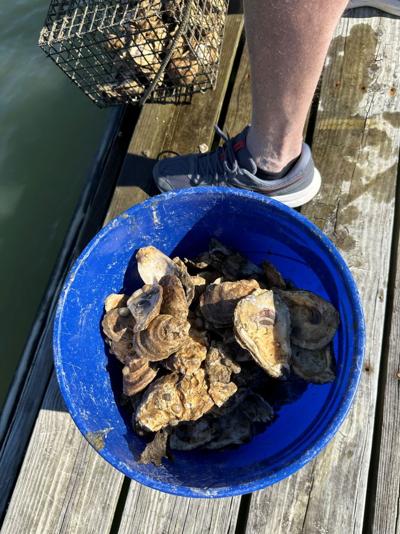 spat oysters