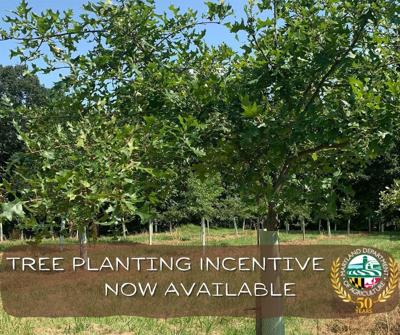 Tree Planting Incentive Department of Agriculture