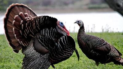 Maryland Hunters Set New Turkey Harvest Record
