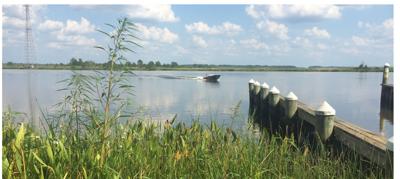 Naticoke River Grass Watchers