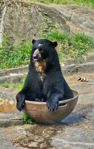 Salisbury-Born Andean Bear Sinchi Moves to Cleveland