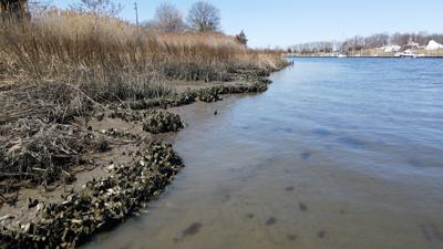 Living Shoreline