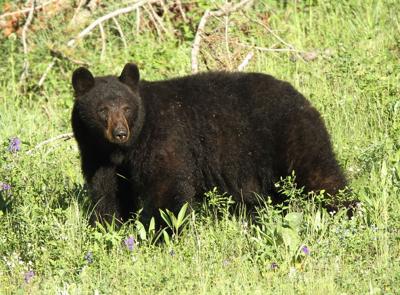 Bear season opens Nov. 19