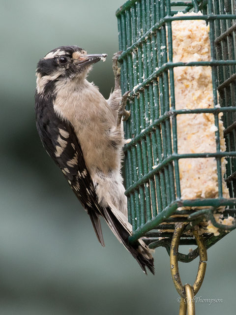 5 Basics For Backyard Bird Feeders Titantown Sports Wcn247 Com