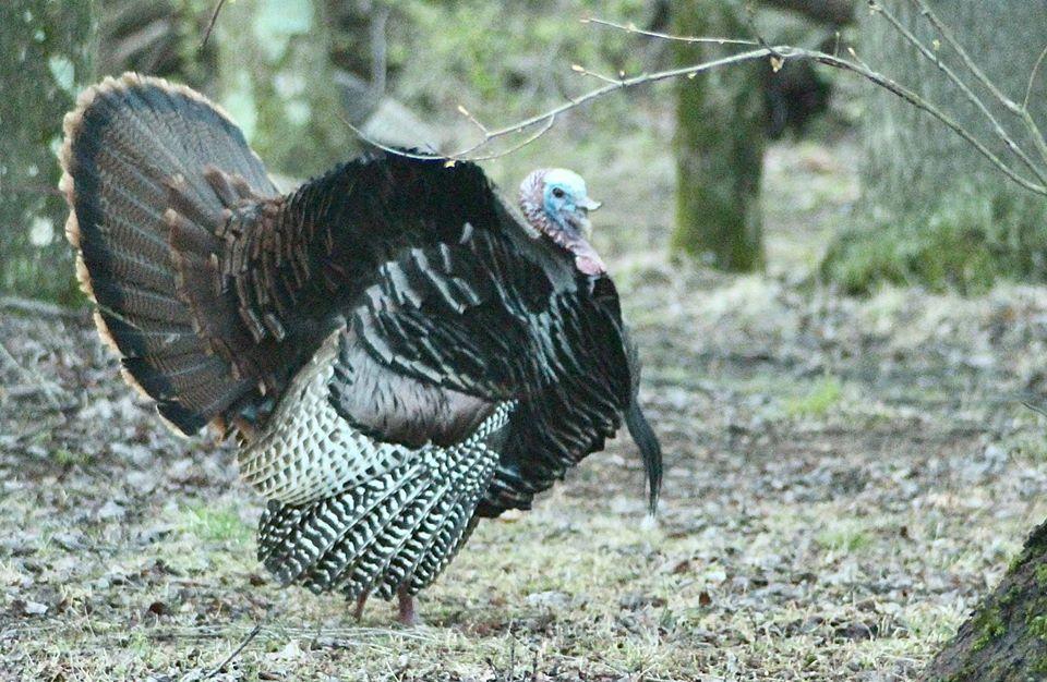 PA Spring Turkey Season To Begin Off Campus