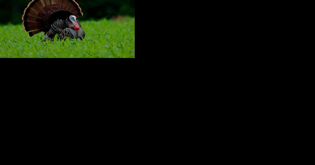 Pennsylvania's spring gobbler hunt set to begin - Vimarsana News